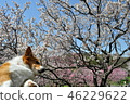 Plum tour dog 46229622