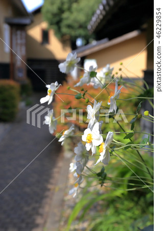 Shinshu · "Kuri and Hokusai to Hanabusu Obuse" Flower path of chestnut and white flowers 46229854