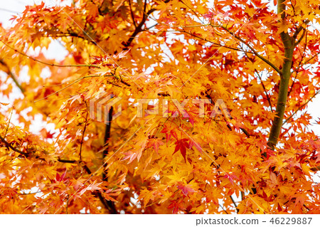 scenic autumn view of Maple corridor Kawaguchiko 46229887