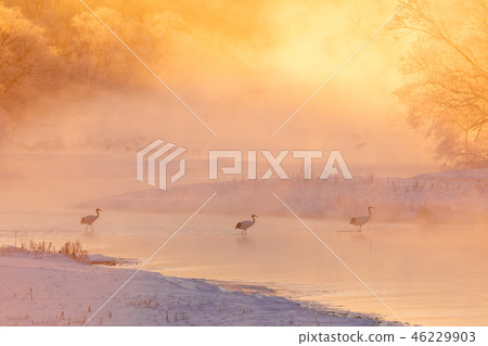 希望在起重機染色的年份的新年卡 46229903