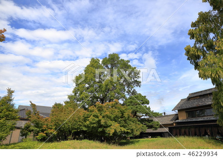 Shinshu, "Kuri and Hokusai to Hana-no-Obuse" The row of big trees and blue sky in front of Hokusaikan square Shinshu, "Kuri and Hokusai to Hana-no-Obuse" The row of big trees and blue sky in front of Hokusaikan square 46229934