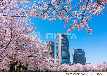 Osaka Amenity Park and Sakura 46230222