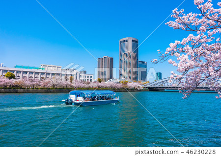 大阪美化公園和櫻花 大阪美化公園和櫻花 46230228