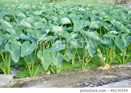 Rice field Rice field 46230304