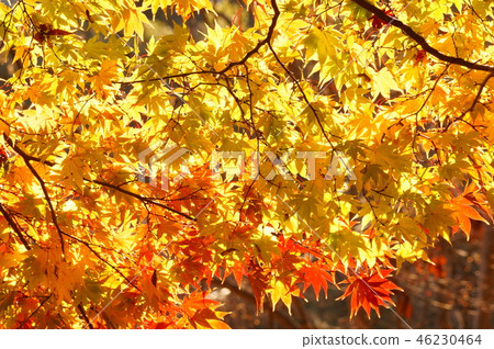 Gold leaves Gold leaves 46230464
