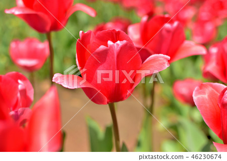 Yokohama Park tulips blooming in full bloom 46230674