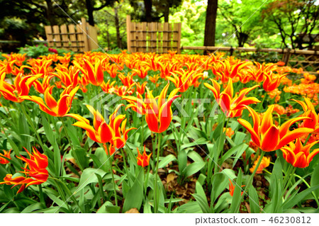 盛開在盛開的橫濱公園鬱金香 46230812
