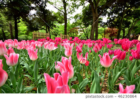 Yokohama Park tulips blooming in full bloom Yokohama Park tulips blooming in full bloom 46230864