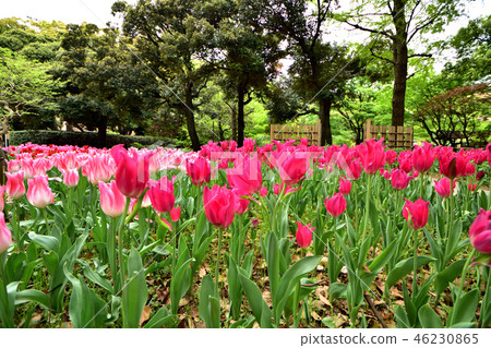Yokohama Park tulips blooming in full bloom Yokohama Park tulips blooming in full bloom 46230865