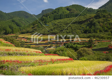 熊本縣山市市柏市町的梯田 46230937