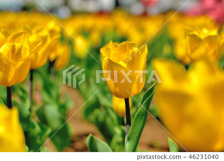 Yokohama Park tulips blooming in full bloom Yokohama Park tulips blooming in full bloom 46231040