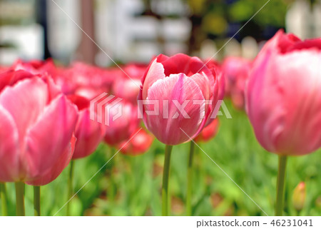 盛開在盛開的橫濱公園鬱金香 46231041