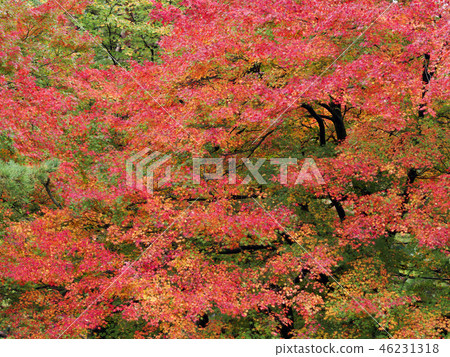 Autumn leaves (Toyama Prefecture) 46231318