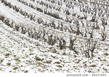 Vineyards snowfall in a village 46231845