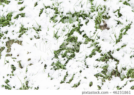 Grass snowy field Grass snowy field 46231861