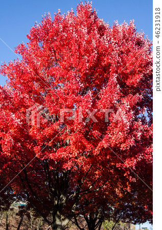 糖槭樹秋葉 糖槭樹秋葉 46231918