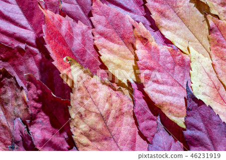 Close up, fallen autumn red maple leaves Close up, fallen autumn red maple leaves 46231919