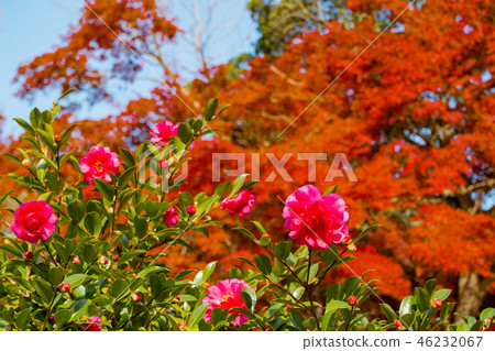 Sugamo和神戶和Suma rikyu公園的秋葉 46232067