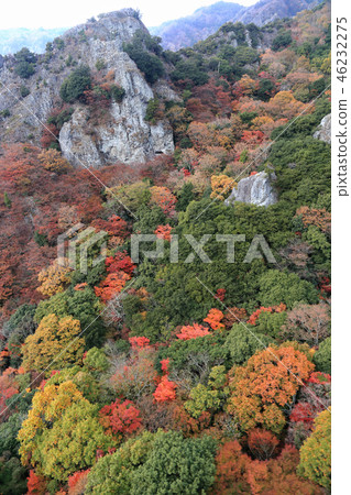 Shodoshima, the autumn leaves of Sakansukei (from the ropeway) Shodoshima, the autumn leaves of Sakansukei (from the ropeway) 46232275