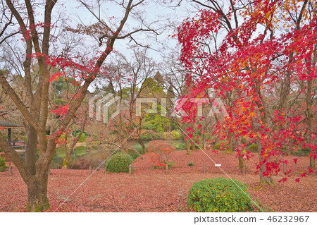 Scattered maple leaves 46232967