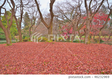 Scattered maple leaves 46232969