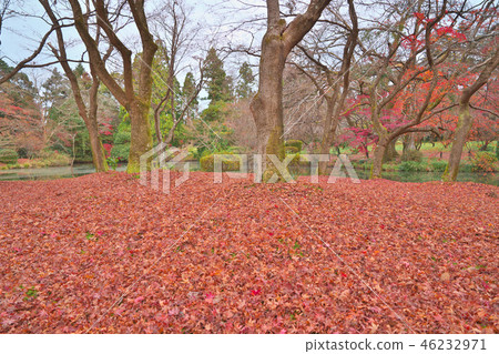 Scattered maple leaves 46232971