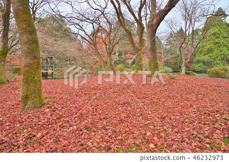 Scattered maple leaves 46232973