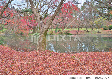 Scattered maple leaves 46232976