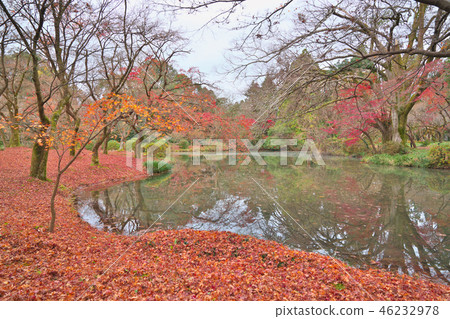 Scattered maple leaves 46232978