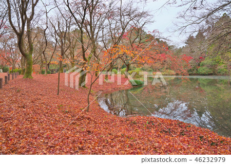 Scattered maple leaves 46232979