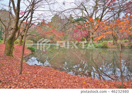 Scattered maple leaves 46232980