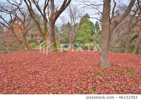 Scattered maple leaves 46232983