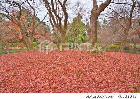 Scattered maple leaves 46232985