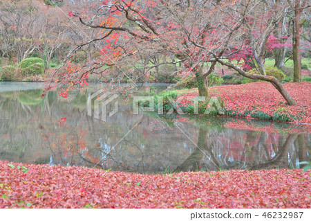 Scattered maple leaves 46232987