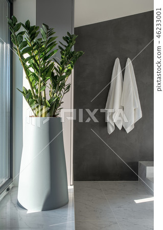 Large green plant in light pot in tiled modern interior Large green plant in light pot in tiled modern interior 46233001