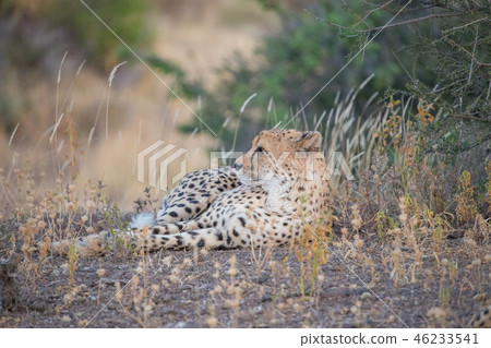 Cheetah Cheetah 46233541