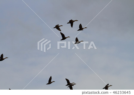 Duck 46233645