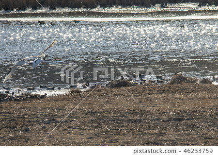 Crane, Cheorwon, Gangwon-do Crane, Cheorwon, Gangwon-do 46233759