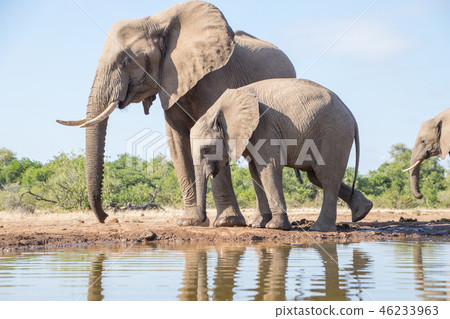 非洲大象 46233963