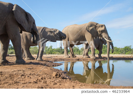 非洲大象 46233964