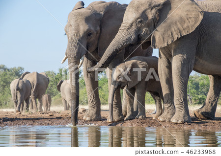 非洲大象 46233968