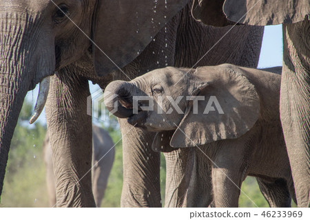 非洲大象 46233969