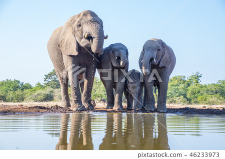非洲大象 46233973