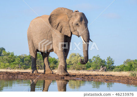 非洲大象 46233976