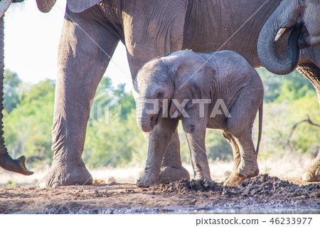非洲大象 46233977