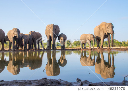 非洲大象 46233978