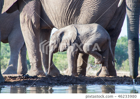 非洲大象 46233980