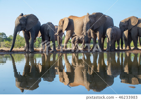 非洲大象 46233983
