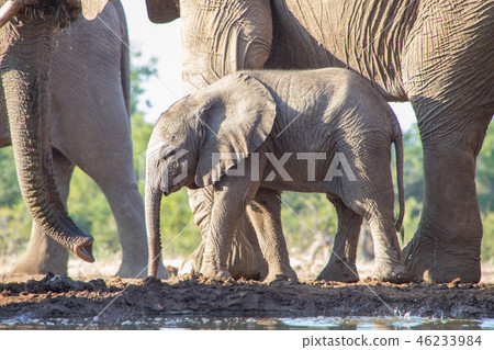 非洲大象 46233984