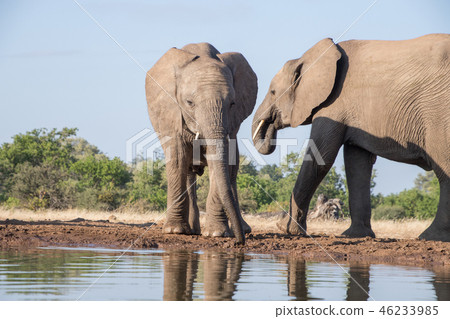African elephant African elephant 46233985